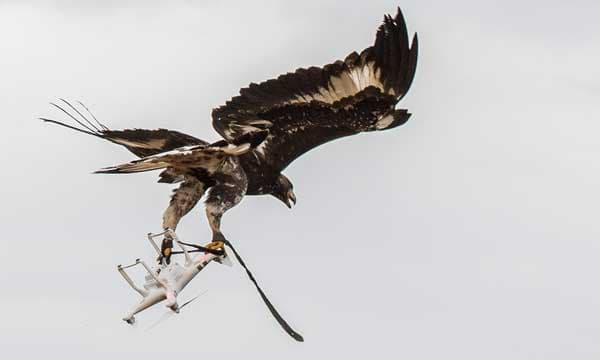 des-aigles-contre-les-drones