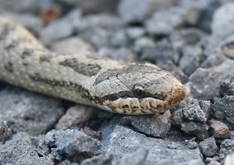 un-serpent-bloque-les-450-passagers-dun-train-en-suisse