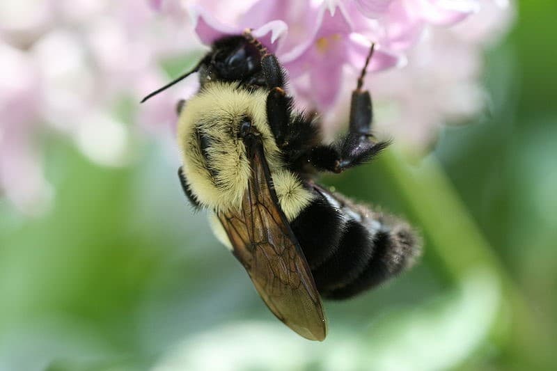 un-avion-deroute-par-un-bourdon
