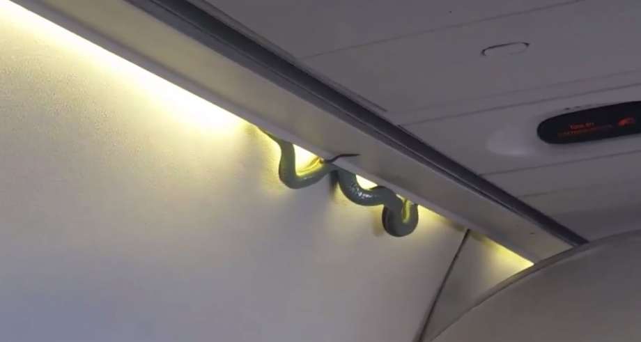 Un serpent dans l'avion, sous les caméras des passagers (+vidéos)