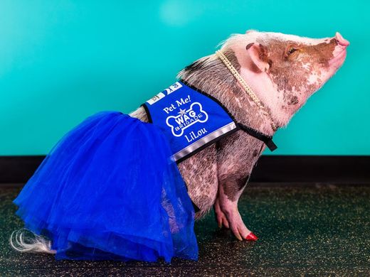 L'aéroport de San Francisco engage un cochon pour détendre les passagers