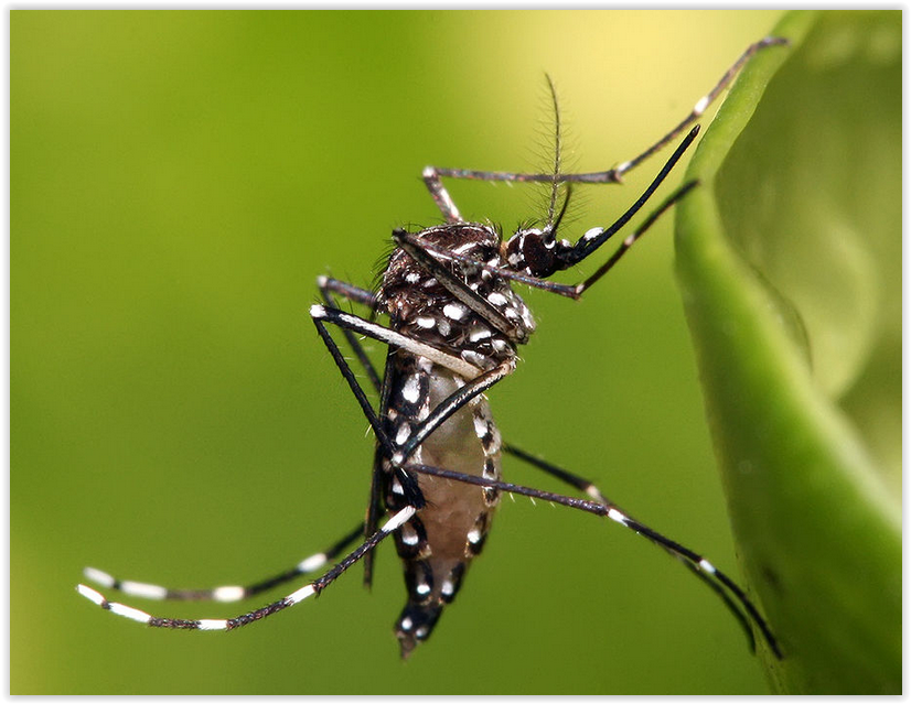 Alerte à la dengue en Nouvelle-Calédonie
