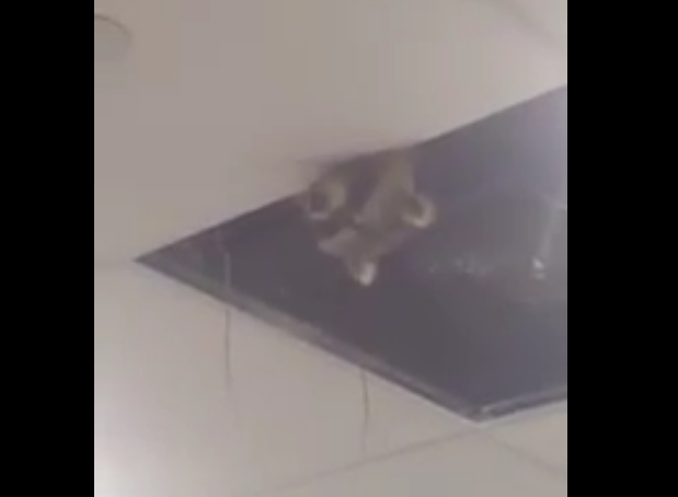 Un raton laveur accueille les voyageurs d'affaires à Toronto (+vidéo)