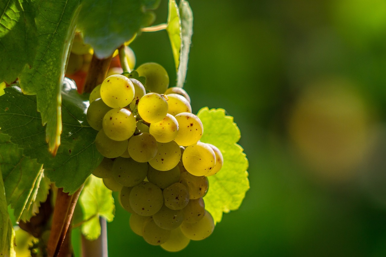 Offrez-vous un wine-tour de luxe autour des vins du Jura