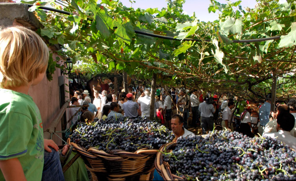 Le vin fêté à Madère du 27 août au 10 septembre