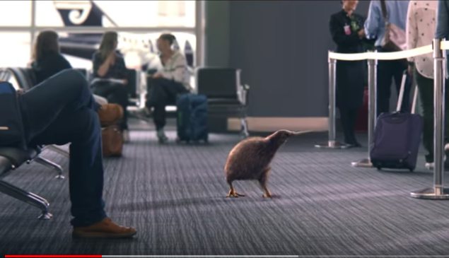 Air New Zealand dévoile le mystère du kiwi… Pete l'oiseau (+video)