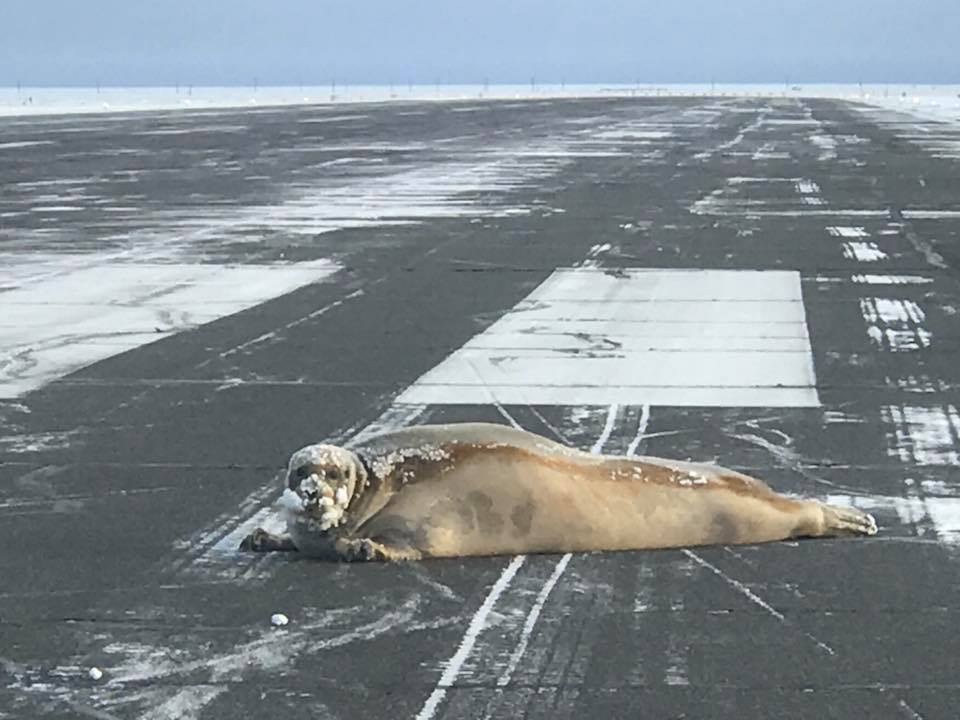 Le trafic aérien d'un aéroport en Alaska perturbé... par un phoque