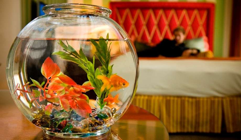 Kimpton Hotels dit adieu à ses poissons rouges