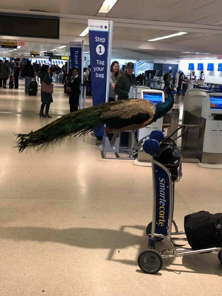 Une passagère tente de prendre l'avion avec un paon comme animal de compagnie