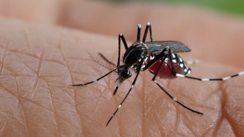 Plusieurs cas de dengue recensés à Hong Kong