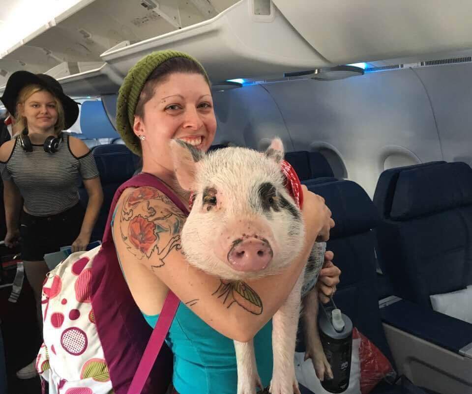 Delta: pas d'animaux de soutien émotionnel sur les vols de plus de 8 heures