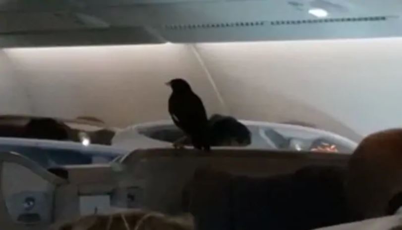 Un oiseau (fainéant) prend l'avion et provoque une grosse pagaille (+Vidéo)