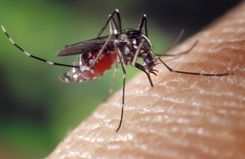 Cambodge et Thaïlande : épidémie de dengue