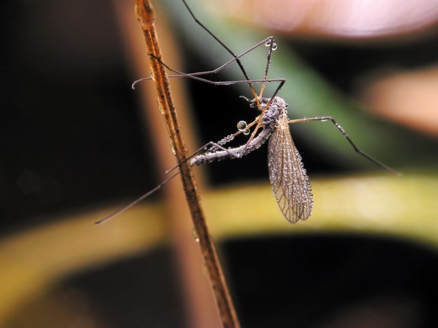 Chikungunya : l’épidémie reste modérée en Guadeloupe