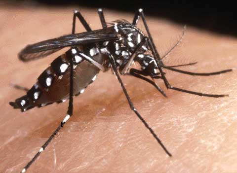 Le Chikungunya gagne du terrain en Guadeloupe