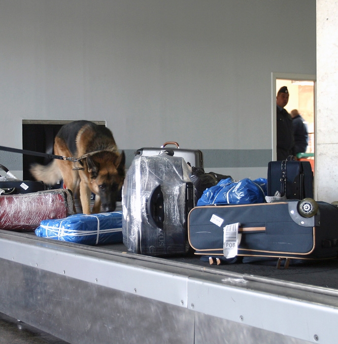 A Orly, une valise abandonnée contenait 15 kg de cocaïne