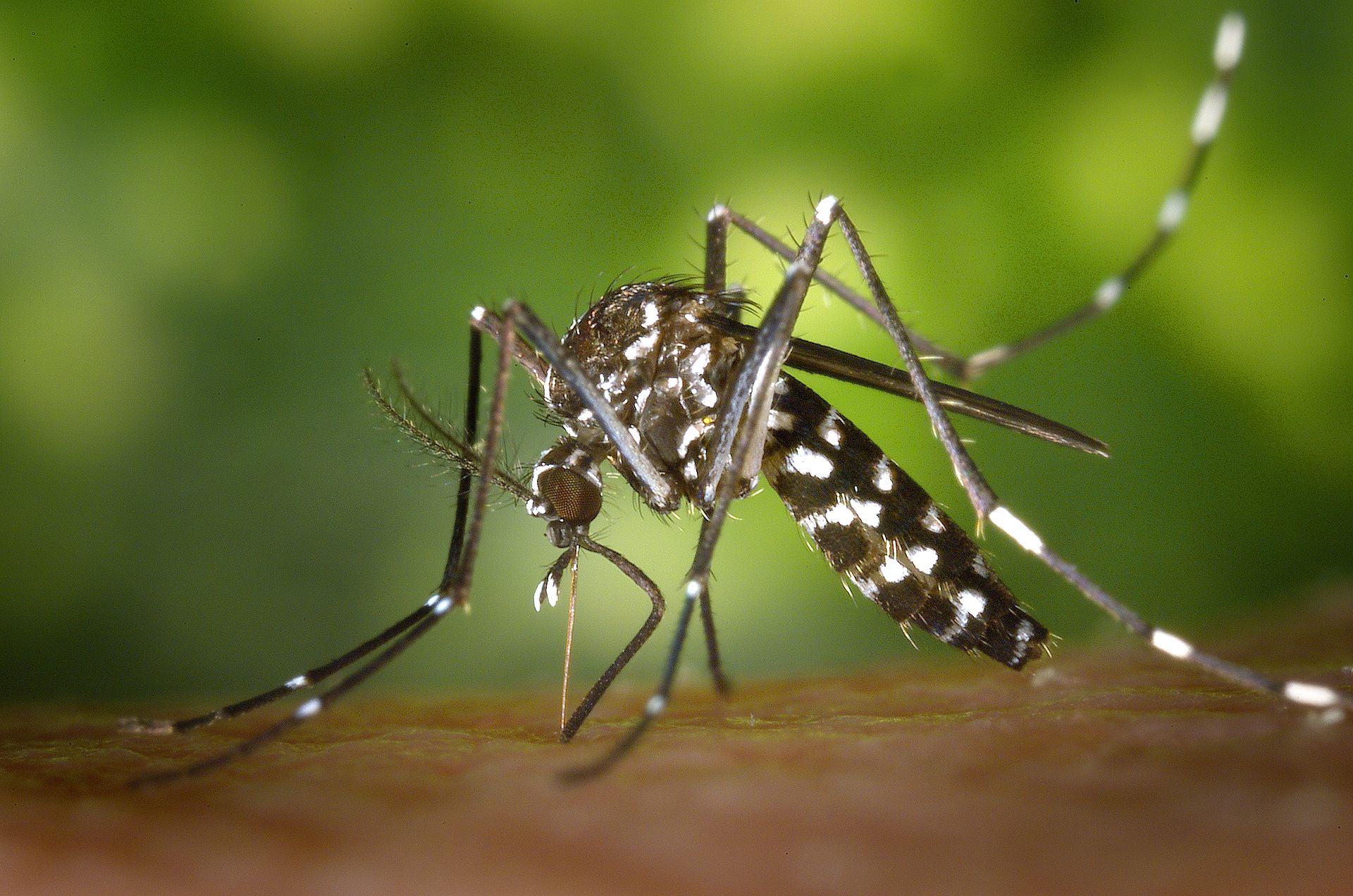Epidémie de Zika en Martinique et en Guyane