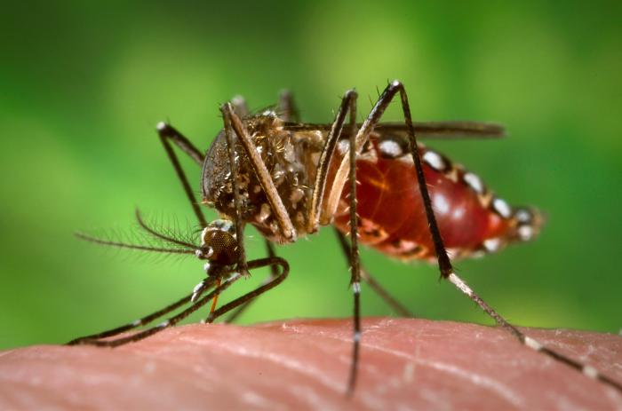 Zika, l’OMS invite les voyageurs d’affaires à éviter les pays à risques