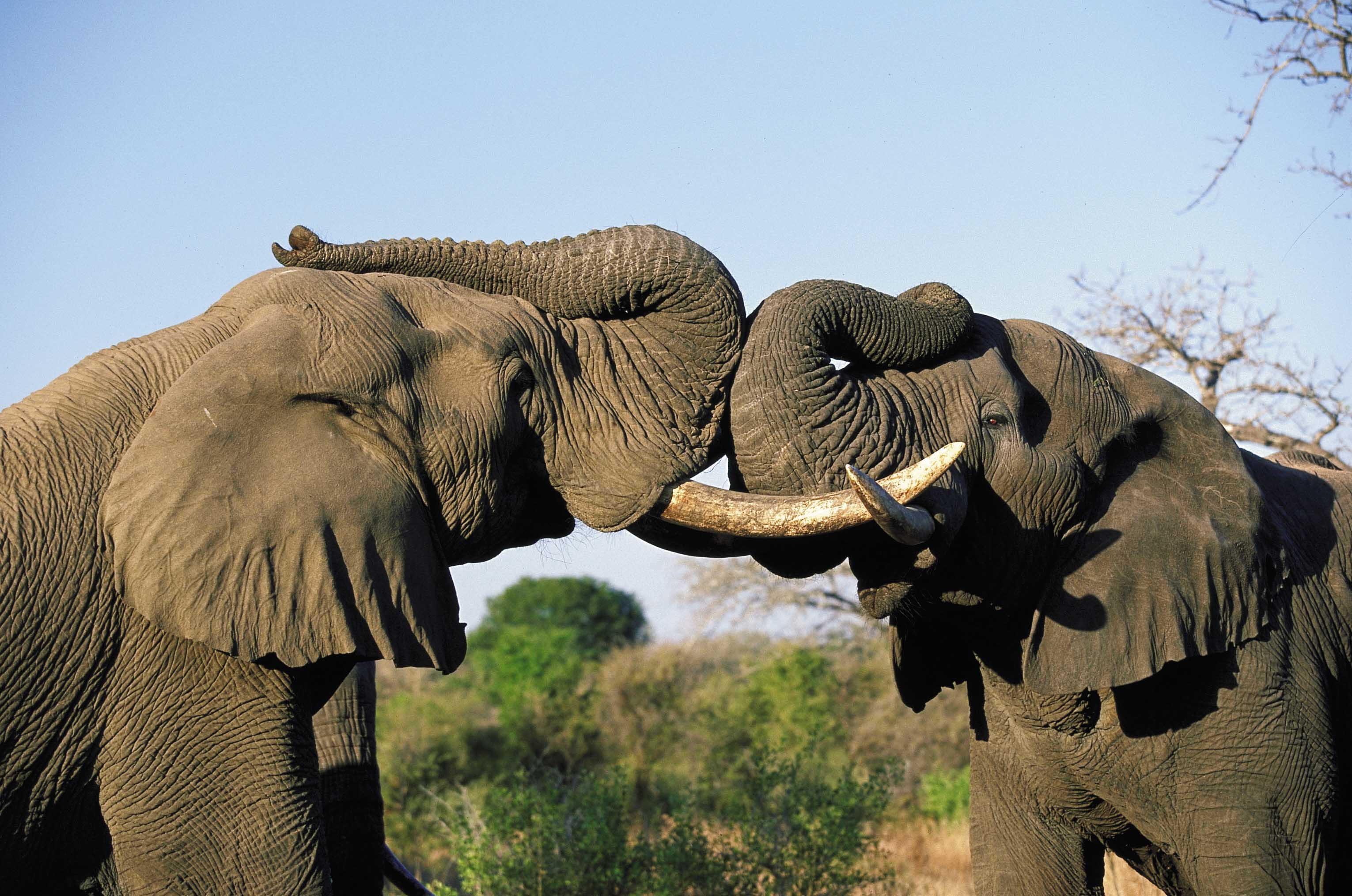 Самое крупное животное африки. Слоны. Слон в Африке. Слон фото. Африканские слоны.