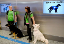 Finlande : des chiens détecteurs de Covid-19 à l'aéroport
