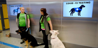Finlande : des chiens détecteurs de Covid-19 à l'aéroport